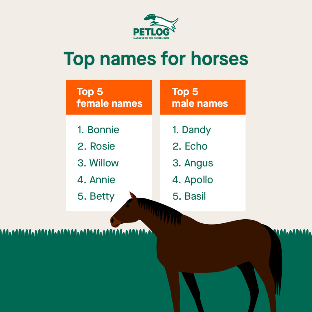 How To Name Your Horse Petlog